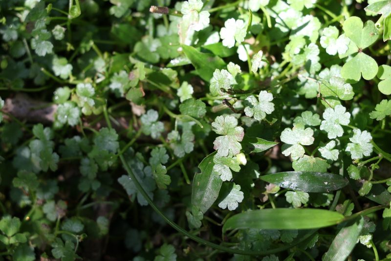 Hydrocotyle elegans, photographed by Greg Tasney