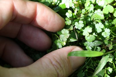 Hydrocotyle elegans, photographed by Greg Tasney