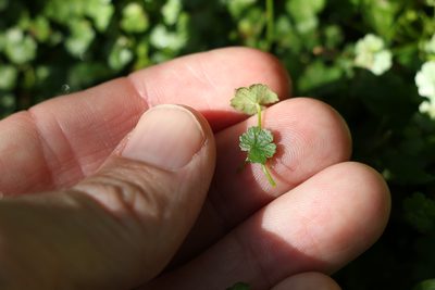 Hydrocotyle elegans, photographed by Greg Tasney
