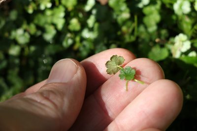 Hydrocotyle elegans, photographed by Greg Tasney