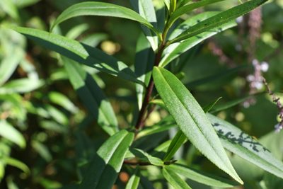 Myoporum betcheanum, photographed by Greg Tasney