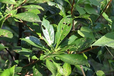 Hymenosporum flavum, photographed by Greg Tasney