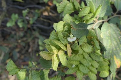 Flemingia strobilifera, photographed by Dinesh Valke