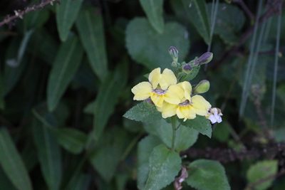 Goodenia grandiflora, photographed by Greg Tasney
