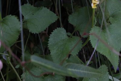 Goodenia grandiflora, photographed by Greg Tasney