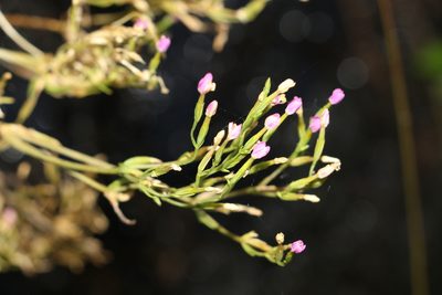 Schenkia australis