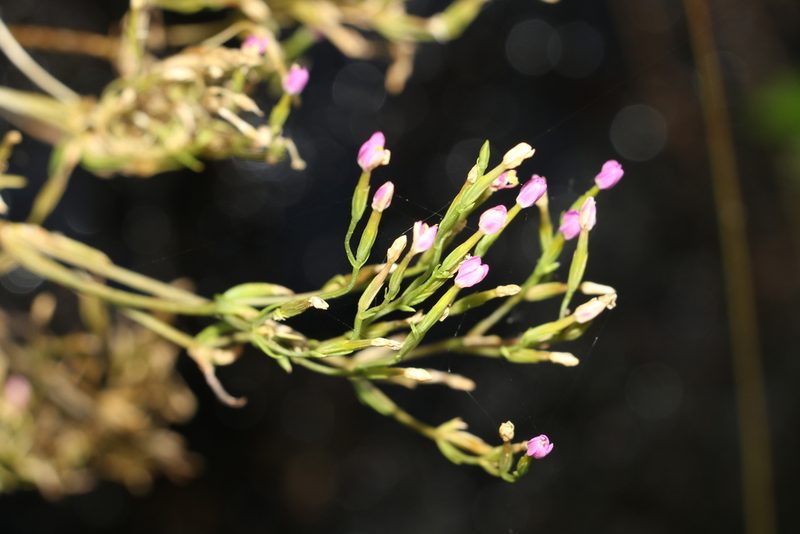 Schenkia australis, photographed by Greg Tasney