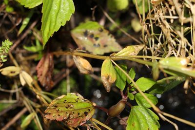 Schenkia australis, photographed by Greg Tasney
