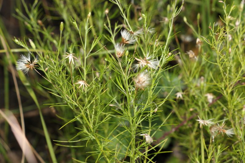 Vittadinia tenuissima, photographed by Greg Tasney