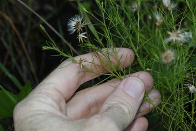 Vittadinia tenuissima, photographed by Greg Tasney