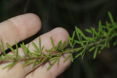 Lespedeza juncea, photographed by Greg Tasney