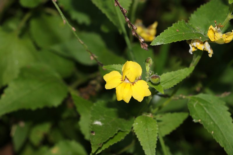Goodenia grandiflora, photographed by Greg Tasney
