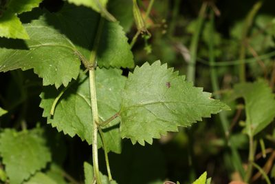 Goodenia grandiflora, photographed by Greg Tasney