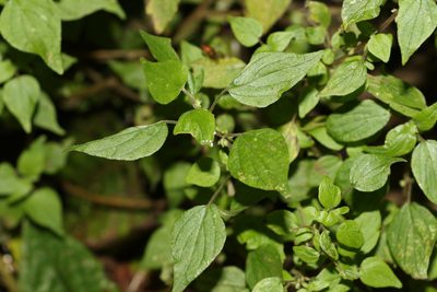 Parietaria debilis, photographed by Greg Tasney