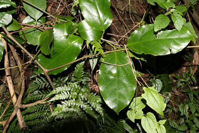 Pennantia cunninghamii, photographed by Greg Tasney