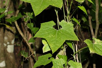Sicyos australis, photographed by Greg Tasney