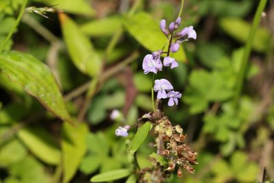 Glycine microphylla, photographed by Greg Tasney