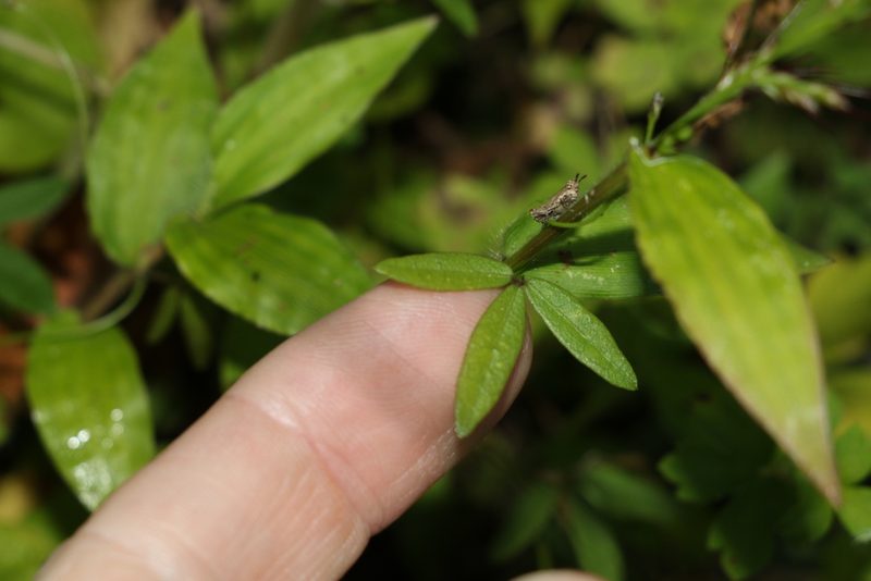 Glycine microphylla, photographed by Greg Tasney