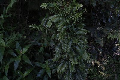 Arthropteris tenella, photographed by Greg Tasney
