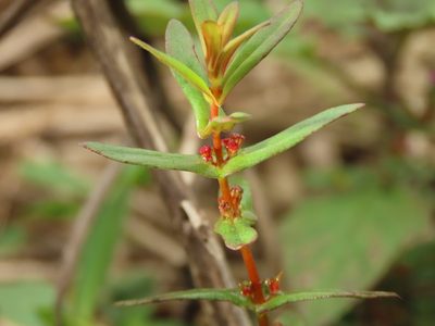 Ammannia auriculata, photographed by chiuluan
