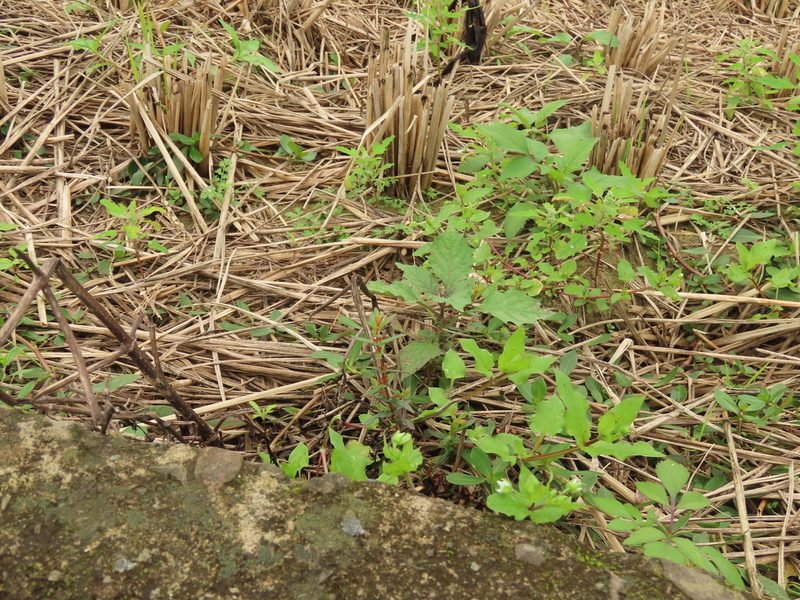 Ammannia auriculata, photographed by chiuluan