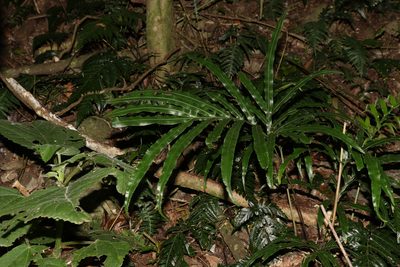 Pteris umbrosa, photographed by Greg Tasney