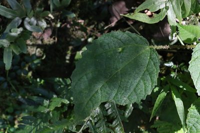 Dendrocnide photiniphylla, photographed by Greg Tasney
