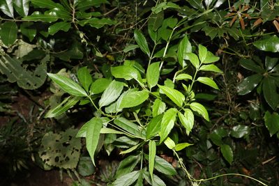 Sambucus australasica, photographed by Greg Tasney