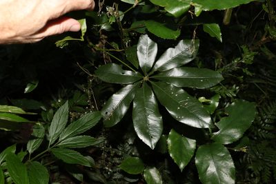 Heritiera actinophylla, photographed by Greg Tasney