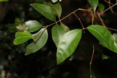 Rhodamnia whiteana, photographed by Greg Tasney