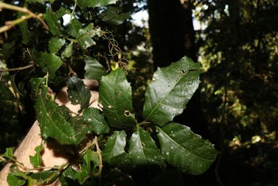 Elattostachys xylocarpa, photographed by Greg Tasney