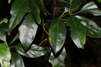 Neolitsea australiensis, photographed by Greg Tasney