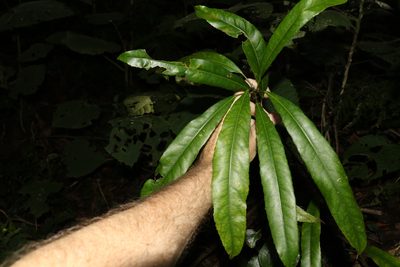 Elaeocarpus kirtonii, photographed by Greg Tasney