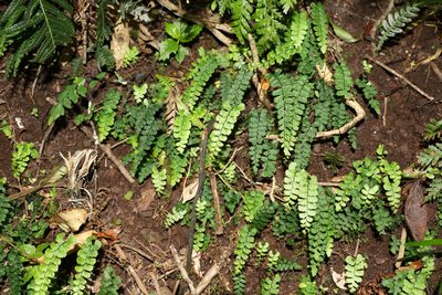 Adiantum diaphanum, photographed by Greg Tasney