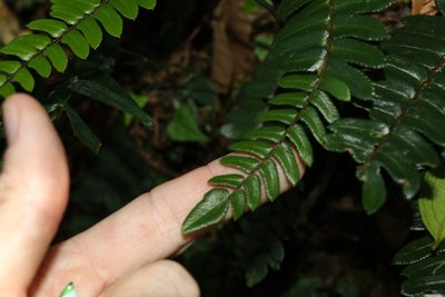 Pellaea nana, photographed by Greg Tasney
