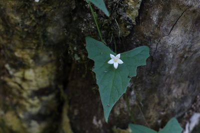 Zehneria cunninghamii, photographed by Greg Tasney