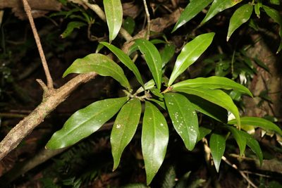 Tasmannia insipida, photographed by Greg Tasney