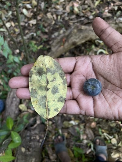 Machilus glaucescens, photographed by Vijay Karthick