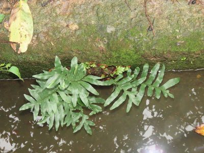 Drynaria roosii, photographed by chiuluan
