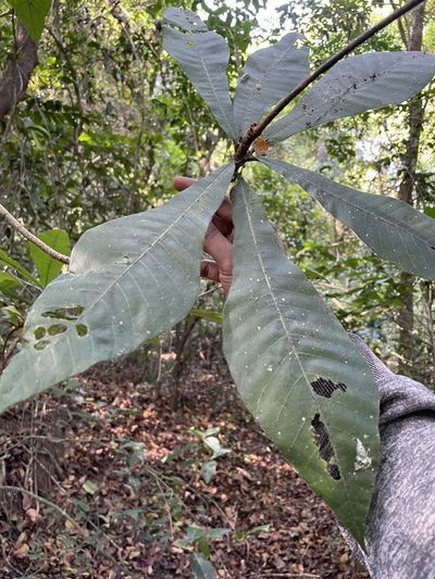 Holigarna grahamii, photographed by Vijay Karthick