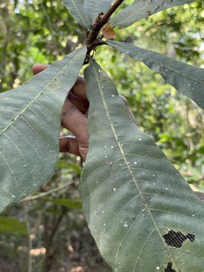 Holigarna grahamii, photographed by Vijay Karthick