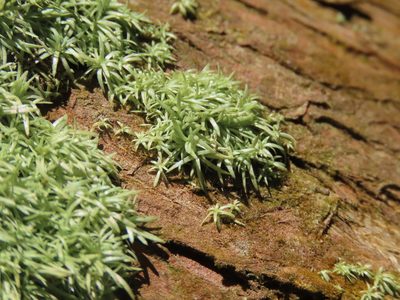 Octoblepharum albidum, photographed by chiuluan