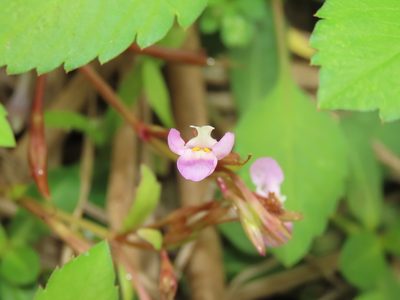 Bonnaya antipoda, photographed by chiuluan