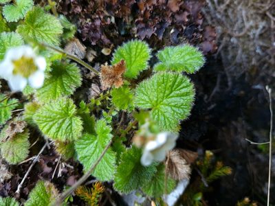 Geum cockaynei, photographed by gnapp