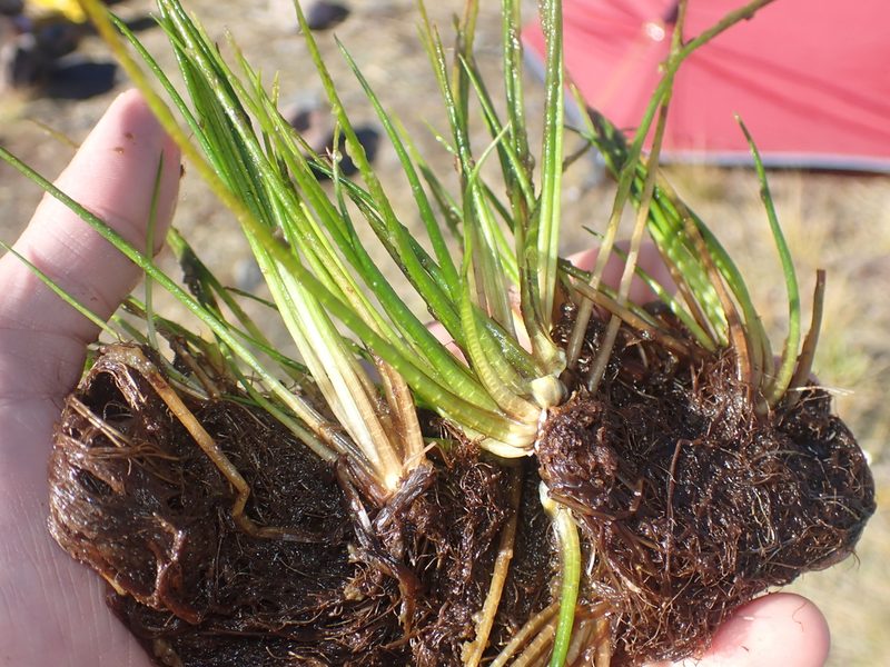 Isoetes alpina, photographed by Paul Bell-Butler