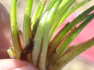 Isoetes alpina, photographed by Paul Bell-Butler