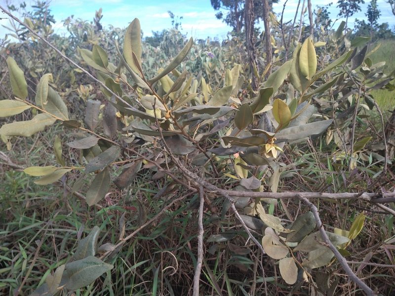 Duguetia furfuracea, photographed by Leonardo Bergamini