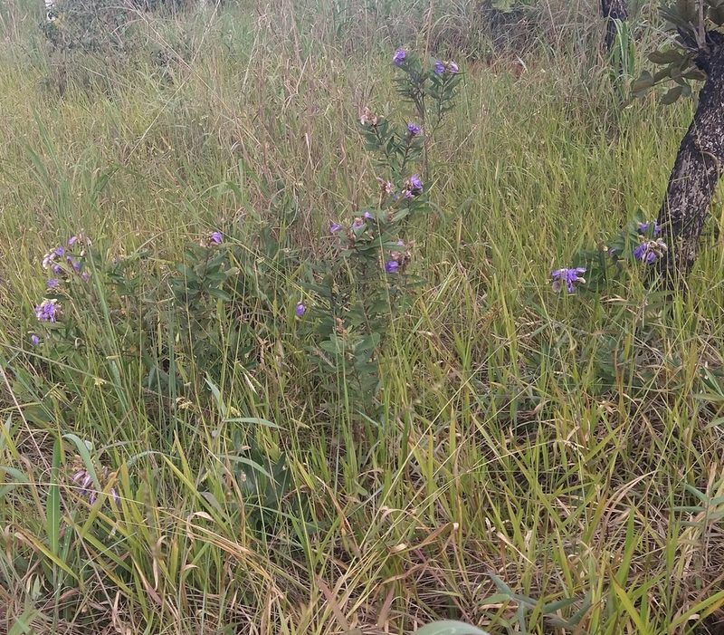 Periandra mediterranea, photographed by Leonardo Bergamini