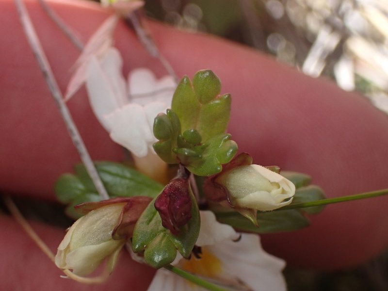 Euphrasia laingii, photographed by Paul Bell-Butler