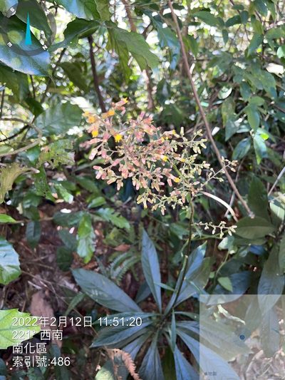 Blumea lanceolaria, photographed by 謝麗霦
